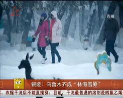 15版林海雪原在线观看,重温革命传奇，共赴冰雪征程