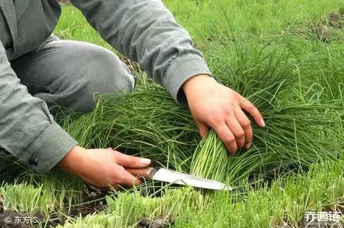 割韭菜网红,揭秘网络虚假繁荣背后的真相