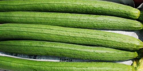 没虫吃的瓜,虫儿何处觅食？